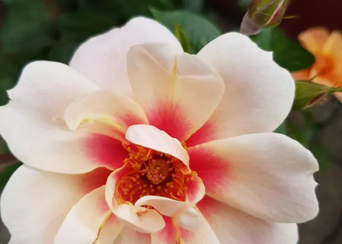 Michael Lust Auf Zuhause Ferien In Der Provinz Appartement *